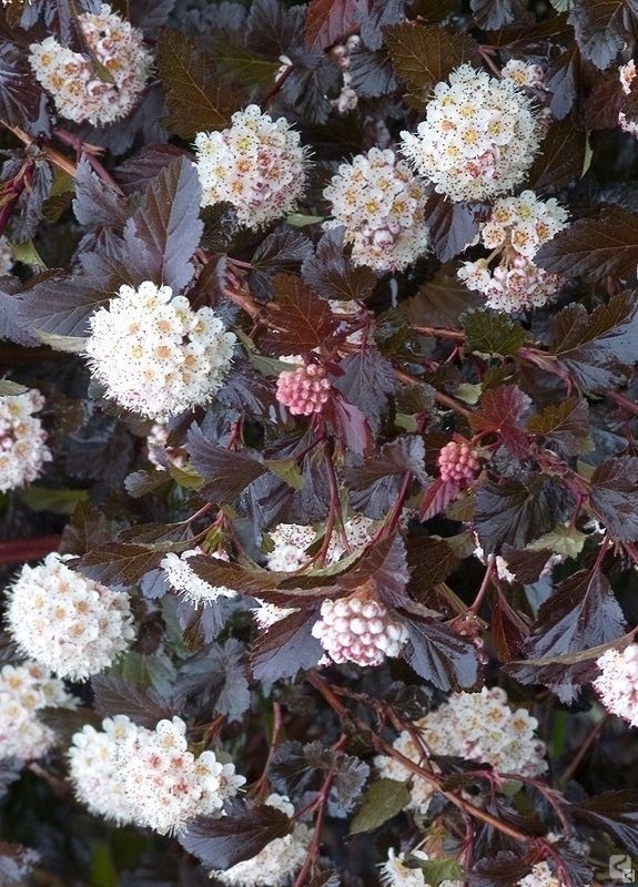 Пузыреплодник калинолистный Миднайт (Midnight)