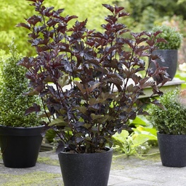 Пузыреплодник калинолистный Миднайт (Midnight)