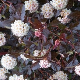 Пузыреплодник калинолистный Миднайт (Midnight)