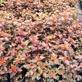 Пузыреплодник калинолистный Шух (Schuch)