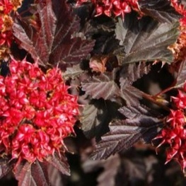 Пузыреплодник калинолистный Шух (Schuch)