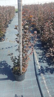 Пузыреплодник калинолистный Шух (Schuch)