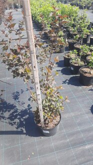 Пузыреплодник калинолистный Шух (Schuch)