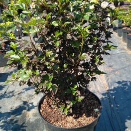 Пузыреплодник калинолистный Тини Вайн (Tiny Wine)