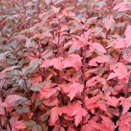 Пузыреплодник калинолистный Тини Вайн (Tiny Wine)