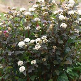 Пузыреплодник калинолистный Литтл Джокер (Little Joker)