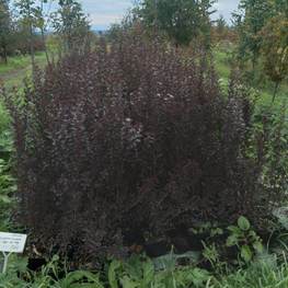 Пузыреплодник калинолистный Литтл Джокер (Little Joker)