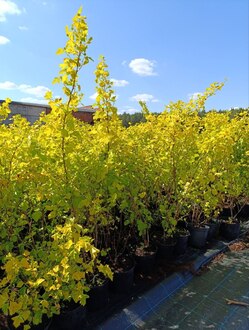 Пузыреплодник калинолистный Физокарпус опулифолиус (Physocarpus opulifolius)