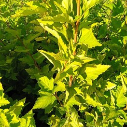 Пузыреплодник калинолистный Физокарпус опулифолиус (Physocarpus opulifolius)