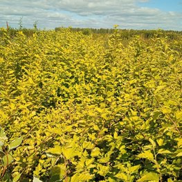 Пузыреплодник калинолистный Физокарпус опулифолиус (Physocarpus opulifolius)
