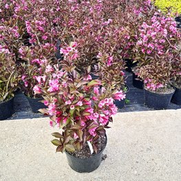 Вейгела цветущая Нана Пурпуреа (Nana Purpurea)