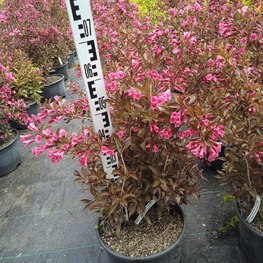 Вейгела цветущая Нана Пурпуреа (Nana Purpurea)