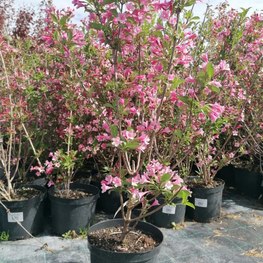 Вейгела цветущая Нана Пурпуреа (Nana Purpurea)