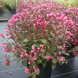 Вейгела цветущая Виктория (Victoria)