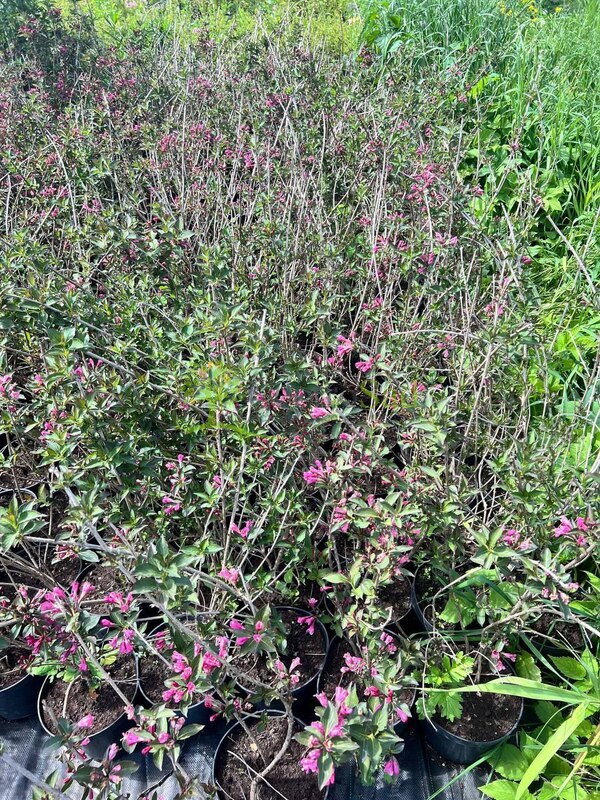 Вейгела цветущая Фолиис Пурпуреис (Foliis Purpureis)