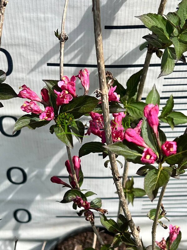 Вейгела цветущая Фолиис Пурпуреис (Foliis Purpureis)