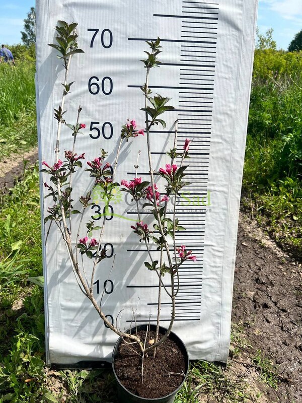 Вейгела цветущая Фолиис Пурпуреис (Foliis Purpureis)