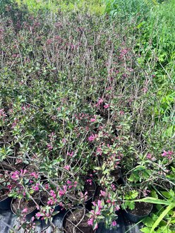 Вейгела цветущая Фолиис Пурпуреис (Foliis Purpureis)