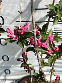 Вейгела цветущая Фолиис Пурпуреис (Foliis Purpureis)