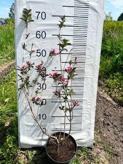 Вейгела цветущая Фолиис Пурпуреис (Foliis Purpureis)