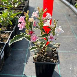 Вейгела цветущая Нана Вариегата (Nana Variegata)