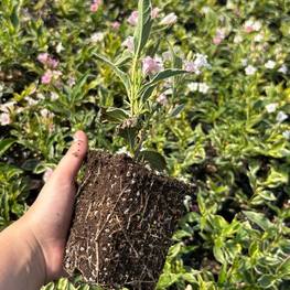 Вейгела цветущая Нана Вариегата (Nana Variegata)