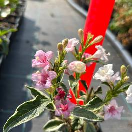 Вейгела цветущая Нана Вариегата (Nana Variegata)