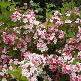 Вейгела цветущая Карнавал (Carnaval)