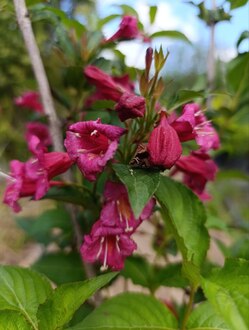 Вейгела цветущая Бристол Руби (Bristol Ruby)