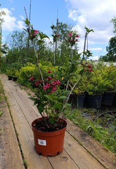 Вейгела цветущая Бристол Руби (Bristol Ruby)