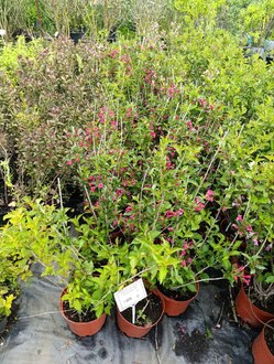 Вейгела цветущая Бристол Руби (Bristol Ruby)