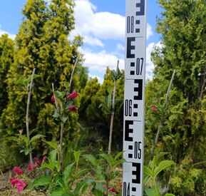 Вейгела цветущая Бристол Руби (Bristol Ruby)