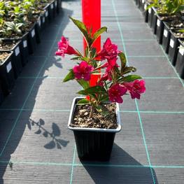 Вейгела цветущая Бристол Руби (Bristol Ruby)