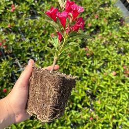 Вейгела цветущая Бристол Руби (Bristol Ruby)