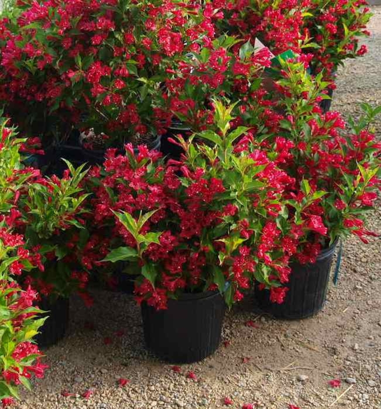 Вейгела цветущая Ред Принц (Red Prince)