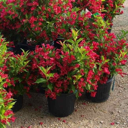 Вейгела цветущая Ред Принц (Red Prince)