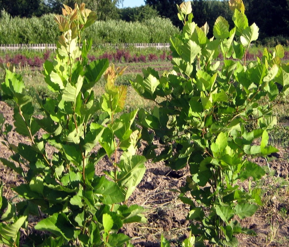 Боярышник кроваво-красный Кратегус сангвинея (Crataegus sanguinea)