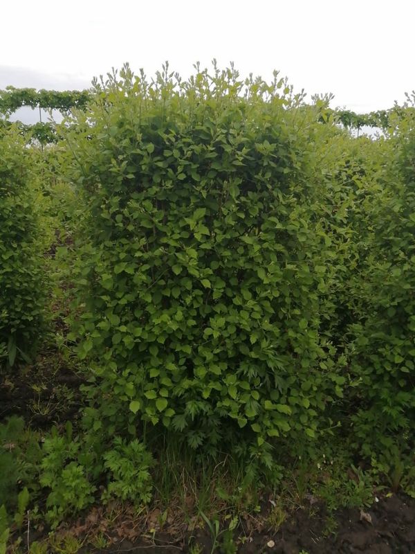 Боярышник кроваво-красный Кратегус сангвинея (Crataegus sanguinea)