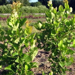 Боярышник кроваво-красный Кратегус сангвинея (Crataegus sanguinea)