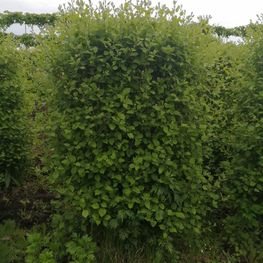 Боярышник кроваво-красный Кратегус сангвинея (Crataegus sanguinea)