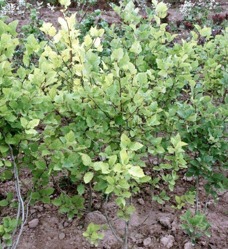 Боярышник мягковатый Кратегус субмоллис (Crataegus submollis)
