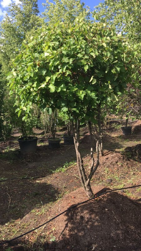 Боярышник мягковатый Кратегус субмоллис (Crataegus submollis)