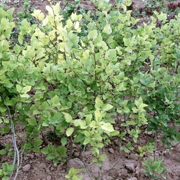 Боярышник мягковатый Кратегус субмоллис (Crataegus submollis)