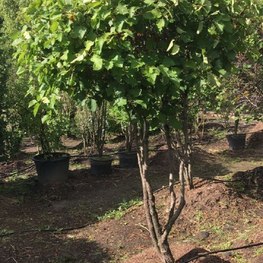 Боярышник мягковатый Кратегус субмоллис (Crataegus submollis)