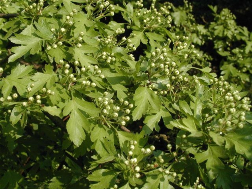 Боярышник однопестичный Кратегус моногина (Crataegus monogyna)