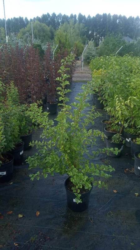 Боярышник однопестичный Кратегус моногина (Crataegus monogyna)