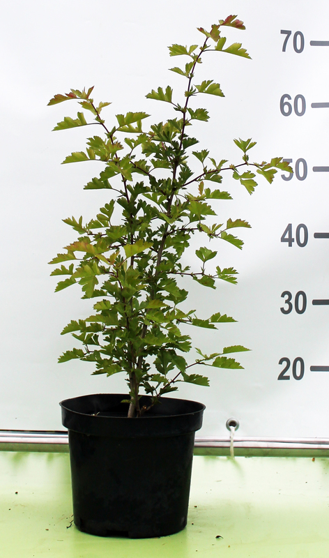 Боярышник однопестичный Кратегус моногина (Crataegus monogyna)