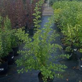 Боярышник однопестичный Кратегус моногина (Crataegus monogyna)