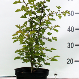 Боярышник однопестичный Кратегус моногина (Crataegus monogyna)