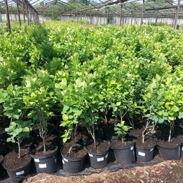 Боярышник обыкновенный Кратегус оксиаканта (Crataegus oxyacantha)